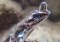 Kadal Water Anole Bisa Bertahan Selama 16 Menit di Bawah Air, Apa Rahasianya?