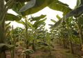 Tidak Hanya Buahnya, Ternyata Batang Pohon Pisang Juga Banyak Manfaat