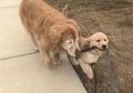 Anjing Ini Tidak Bisa Melihat, Anjing Pendamping Kecil pun Membantunya
