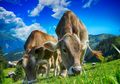 Unik! Sapi di Belanda Diajari Buang Air di Toilet, Apa Tujuannya?