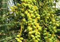 Kurma Muda Hijau, Fase Kematangan Pertama Buah Kurma