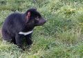 Tasmanian Devil Kembangkan Sistem Kekebalan Tubuh untuk Melawan Kanker
