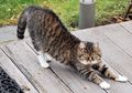 Kenapa Kucing Sering Meregangkan Tubuhnya? Apa Ia Merasa Pegal?