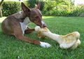 Tulang Jadi Makanan Favorit Anjing, Ini Alasan Anjing Suka Tulang