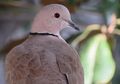 Burung Merpati Bisa Membaca dan Mengenali Kata, Apa Benar Begitu?