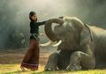 Ini Sebabnya Gajah Jadi Hewan Nasional dan Simbol Negara Thailand