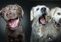 Lihat Ekspresi Lucu Anjing saat Mencoba Menangkap Makanan, Bisa Tahan Gemasnya?