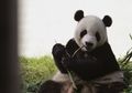 Dulu Panda Suka Makan Daging, Kenapa Sekarang Hanya Makan Bambu?