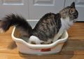 Kucing Kesayangan Suka BAB Sembarangan? Ini Tips untuk Melatihnya