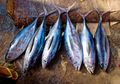 Baik untuk Kesehatan, Ini Dia 10 Jenis Ikan Laut yang Bisa Dimakan