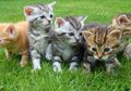 Kucing Dipercaya Punya 9 Nyawa, Dari Mana Asal-Usul Kepercayaan Ini?
