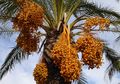 Pohon Kurma Sudah Ada Sejak Ribuan Tahun yang Lalu, Cari Tahu Faktanya