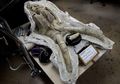 Ditemukan Fosil Mammoth, Smilodon, dan Kungkang di Los Angeles
