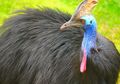 Kasuari Merupakan Burung Paling Berbahaya di Dunia, Kenapa Begitu?
