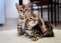 Waktu Keluar Rumah Kucing Peliharaan di Australia Barat Akan Diatur Pemerintah, Kenapa, ya?