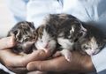 Ingin Memelihara Anak Kucing? Inilah Serba-serbi Anak Kucing