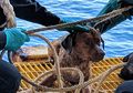 Seekor Anjing Ditemukan di Laut Sejauh 220 Kilometer dari Pantai