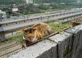 Kota Pertambangan Ini Berubah Menjadi Kota Kucing, Kok Bisa?