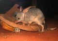 Bilby, Marsupial Asli Australia Bertelinga Panjang Seperti Kelinci