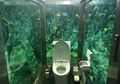 Sebuah Kafe di Jepang Punya Toilet Berdinding Akuarium, Tertarik Mencoba?