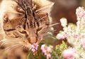 Meski Kita Anggap Wangi, Ternyata 4 Bau Ini Tidak Disukai Kucing