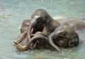 Berbadan Besar, Apakah Gajah Pandai Berenang? #AkuBacaAkuTahu