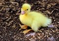 24 Telur Bebek yang Disimpan di Dapur Ini Justru Menetas Jadi Anak Bebek yang Lucu