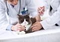Ternyata Anjing dan Kucing Juga Harus Divaksin, lo! Kenapa, ya?