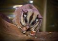 Mirip Seperti Tupai, Cari Tahu Fakta Tentang Sugar Glider, yuk!