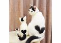 Gemasnya, 10 Kucing Ini Punya Corak Berbentuk Hati di Bulunya!