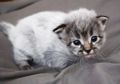 Kucing Bisa Berubah Warna Bulu Karena Fever Coat, Apa Itu Fever Coat?
