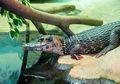 Dijuluki Sebagai Raja Sungai, Kenalan dengan Black Caiman, yuk!