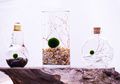 Marimo, Bola Lumut yang Dipelihara Banyak Orang, Pernah Lihat?