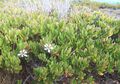 Pohon Stigi, Pohon Pesisir Pantai yang Cocok Dijadikan Tanaman Bonsai