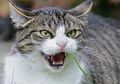 Wah, Ternyata Ada Orang yang Fobia Kucing, lo! Apa Sebabnya, ya?