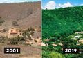 Perlu 20 Tahun untuk Memulihkan Sebuah Hutan di Brazil yang Sudah Mati