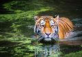 Harimau Punya Kumis, Apa Fungsi Kumis Harimau, ya? #AkuBacaAkuTahu