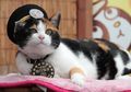 Wah, Pernah Ada Kucing yang Menjadi Kepala Stasiun Kereta di Jepang