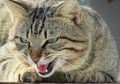 Punya Kucing Pemarah atau Galak? Bisa Jadi Karena Meniru Kebiasaan Kita