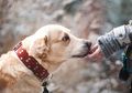 Layaknya Manusia, 5 Anjing Ini Juga Punya Pekerjaan Sungguhan, lo!