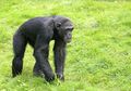 Hidup di Luar Hutan Lindung, Simpanse di Afrika Barat Belajar Menyeberang Jalan