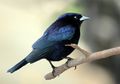 Walau Diasuh Burung Lain, Burung Cowbird Tidak Lupa Sifat Aslinya