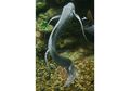 Lungfish, Ikan yang Bisa Hidup di Dalam Lumpur Kering