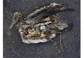 Banyak Hewan Laut Makan Plastik, Kenapa?