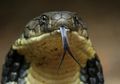Macam-macam Lidah Reptil