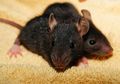 Musim Hujan, Hati-hati dengan Leptospirosis