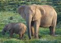 Spesies Gajah Baru Ditemukan, Sekarang Ada 3 Spesies Gajah di Dunia