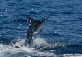 Blue Marlin, Ikan Mandiri dan Penyendiri yang Bisa Hidup Selama 27 Tahun