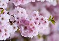 Yuk, Cari Tahu Fakta Menarik Bunga Sakura yang Dapat Tumbuh di Indonesia
