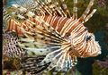 Ikan Lepu, Si Cantik yang Berbahaya dan Mematikan